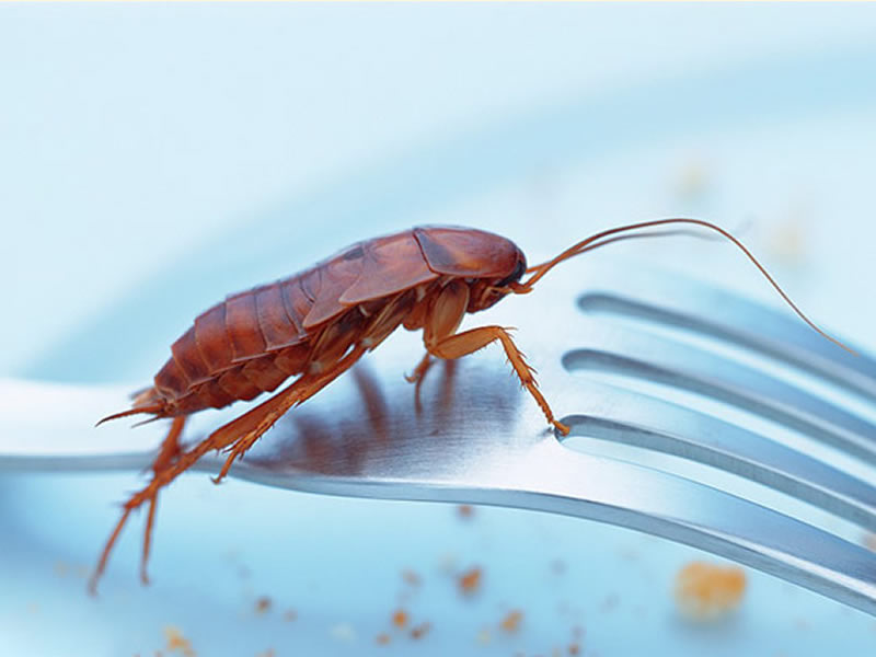 蟑螂怎樣處理才把它清除干凈