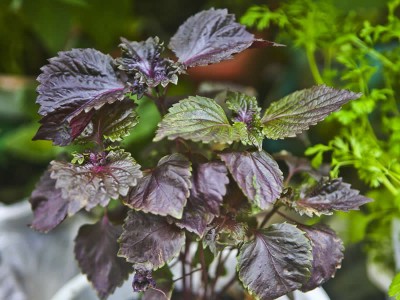 紫蘇子壯陽有多強?是否真的有效