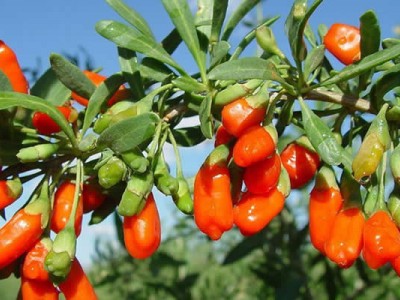 男人最好的補養:在酉時吃枸杞