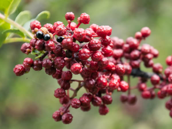 花椒的功效與作用與主治