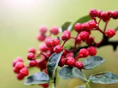 花椒麻油治療經(jīng)常性脫發(fā)