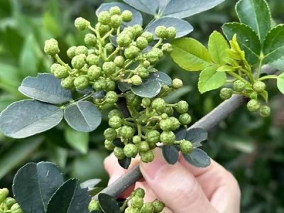 陰部瘙癢可用花椒水外洗