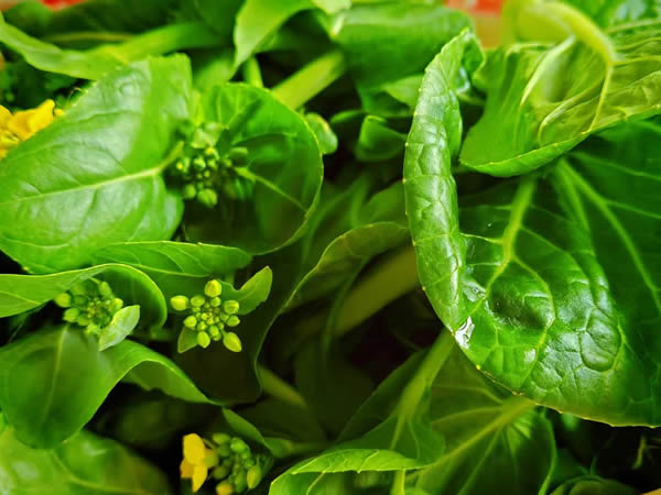 吃不胖的負熱量食物都有哪些