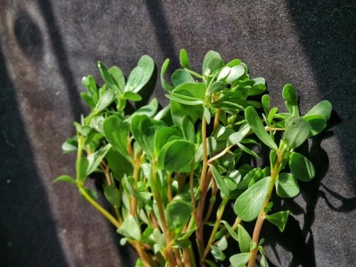 吃馬齒莧可預防心臟病