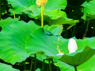 吃荷葉10天驟減肥5斤不是夢