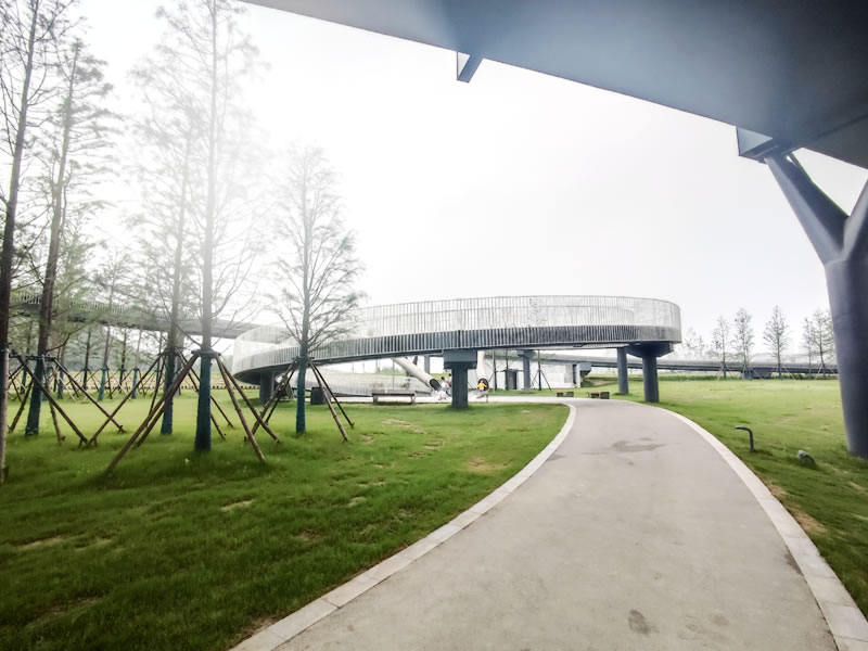 梧桐子泡酒喝的禁忌