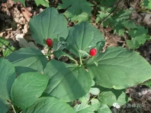 治療脫發的偏方